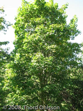 Acer griseum